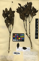 Syntype of Faramea dichotoma K.Schum. ex Glaz. [family RUBIACEAE]