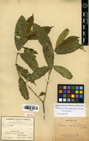 Isotype of Faramea eurycarpa Donn.Sm. [family RUBIACEAE]
