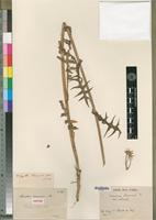 Isotype of Sonchus reversus DC. [family ASTERACEAE]