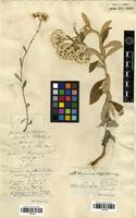 Filed as Anaphalis triplinervis (Sims) C.B. Clarke [family ASTERACEAE]