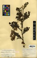 Isotype of Senecio benguetensis Elmer [family ASTERACEAE]