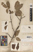 Type of Docynia griffithiana Decne. [family ROSACEAE]