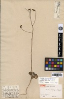 Type of Calandrinia longiscapa Barnéoud [family PORTULACACEAE]