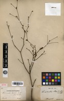 Isotype of Terminalia riedelii Eichler [family COMBRETACEAE]