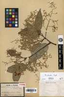 Type of Hopea odorata Roxb. var. flavescens Pierre [family DIPTEROCARPACEAE]