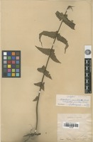 Isolectotype of Aspidium jaculosum Christ [family PTERIDOPHYTA]