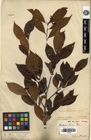 Holotype of Pourthiaea lucida Decne. [family ROSACEAE]