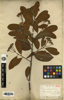 Isotype of Stranvaesia calleryana Decne [family ROSACEAE]