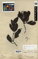 Lectotype of Photinia blumei Decne. [family ROSACEAE]
