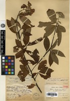Holotype of Photinia lancilimba J.E.Vidal var. petaloconstricta J.E.Vidal [family ROSACEAE]