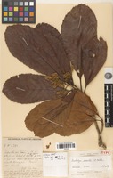 Holotype of Eriobotrya serrata J.E.Vidal [family ROSACEAE]
