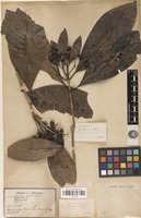 Syntype of Tarenna hoaensis Pit. [family RUBIACEAE]