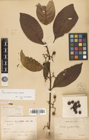 Syntype of Randia oxyodonta Drake [family RUBIACEAE]