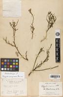 Isolectotype of Polygala compressa H.Perrier [family POLYGALACEAE]