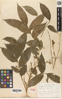 Isoneotype of Ptelea arborea Blanco [family RUTACEAE]