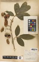 Isotype of Harpullia condorensis Pierre [family SAPINDACEAE]