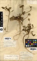 Filed as Daucus littoralis Sibth. & Sm. [family APIACEAE]
