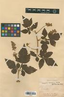 Type of Serjania columbiana radlk. [family SAPINDACEAE]