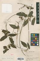 Isotype of Serjania hirsuta Cambess. [family SAPINDACEAE]