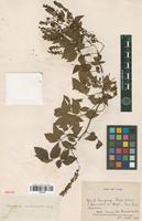 Type of Serjania meridionalis Cambess. [family SAPINDACEAE]