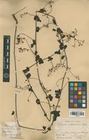 Type of Serjania suborbicularis Radlk. [family SAPINDACEAE]