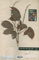 Isotype of Paullinia firma Radlk. [family SAPINDACEAE]