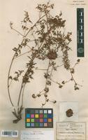 Isotype of Urvillea dissecta S. Watson [family SAPINDACEAE]