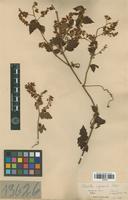 Syntype of Urvillea stipitata f. subhirsuta Radlk. [family SAPINDACEAE]
