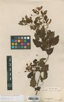 Syntype of Urvillea stipitata Radlk. [family SAPINDACEAE]