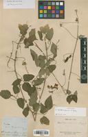 Isotype of Urvillea mexicana A. Gray [family SAPINDACEAE]