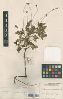 Isotype of Cardiospermum anomalum Cambess. [family SAPINDACEAE]