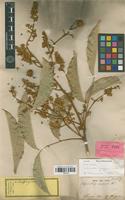 Isotype of Lepisanthes ferruginea (Radlk.) Leenh. [family SAPINDACEAE]