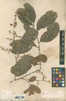 Type of Cupania rigida Radlk. [family SAPINDACEAE]