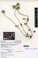 Isoneotype of Lamium gevorense (Gómez Hern.) Gómez Hern. & A.Pujadas [family LAMIACEAE]