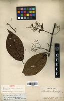 Isotype of Banisteriopsis caapi (Spruce ex Griseb.) C.V.Morton [family MALPIGHIACEAE]