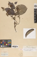 Isotype of Banisteria gardneriana A.Juss. f. blanchetiana Nied. [family MALPIGHIACEAE]