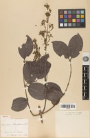 Type of Banisteria blanchetiana A.Juss. [family MALPIGHIACEAE]