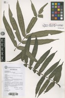 Holotype of Ptisana laboudalloniana Senterre & I.Fabre [family PTERIDOPHYTA]