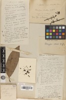 Isotype of Mangifera odorata Griff. [family ANACARDIACEAE]