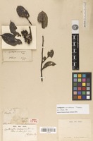 Holotype of Zanthoxylum macrospermum Tul. [family RUTACEAE]