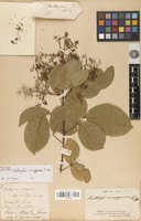 Isotype of Zanthoxylum monogynum A.St.-Hil. [family RUTACEAE]
