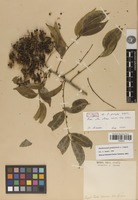 Isotype of Zanthoxylum pringlei S.Watson [family RUTACEAE]