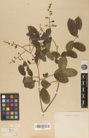 Isotype of Zanthoxylum stelligerum Turcz. [family RUTACEAE]