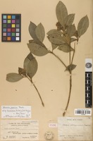 Type of Skimmia philippinensis Masam. [family RUTACEAE]