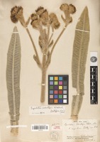 Isolectotype of espeletia schultzii Wedd. [family ASTERACEAE]