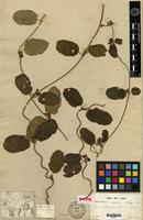 Type of Asterostemma repandum Decne. [family ASCLEPIADACEAE]