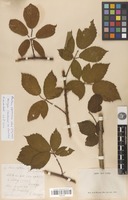 Neotype of Rubus septorum P.J.Müll. [family ROSACEAE]