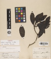 Isotype of Webera corymbosa Willd. var. montana Thwaites [family RUBIACEAE]