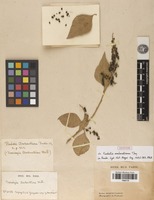 Syntype of Rodetia amherstiana Moq. [family AMARANTHACEAE]
