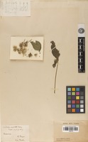 Syntype of Cyathula capitata Moq. [family AMARANTHACEAE]